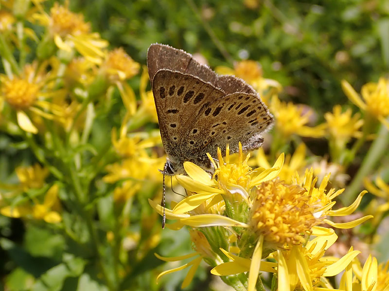 Lycaenidae: Lycaena tityrus ssp subalpina